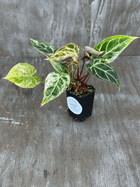 Anthurium Crystal Marble 727WEB015