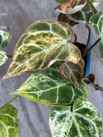 Anthurium Crystal Marble 727WEB015