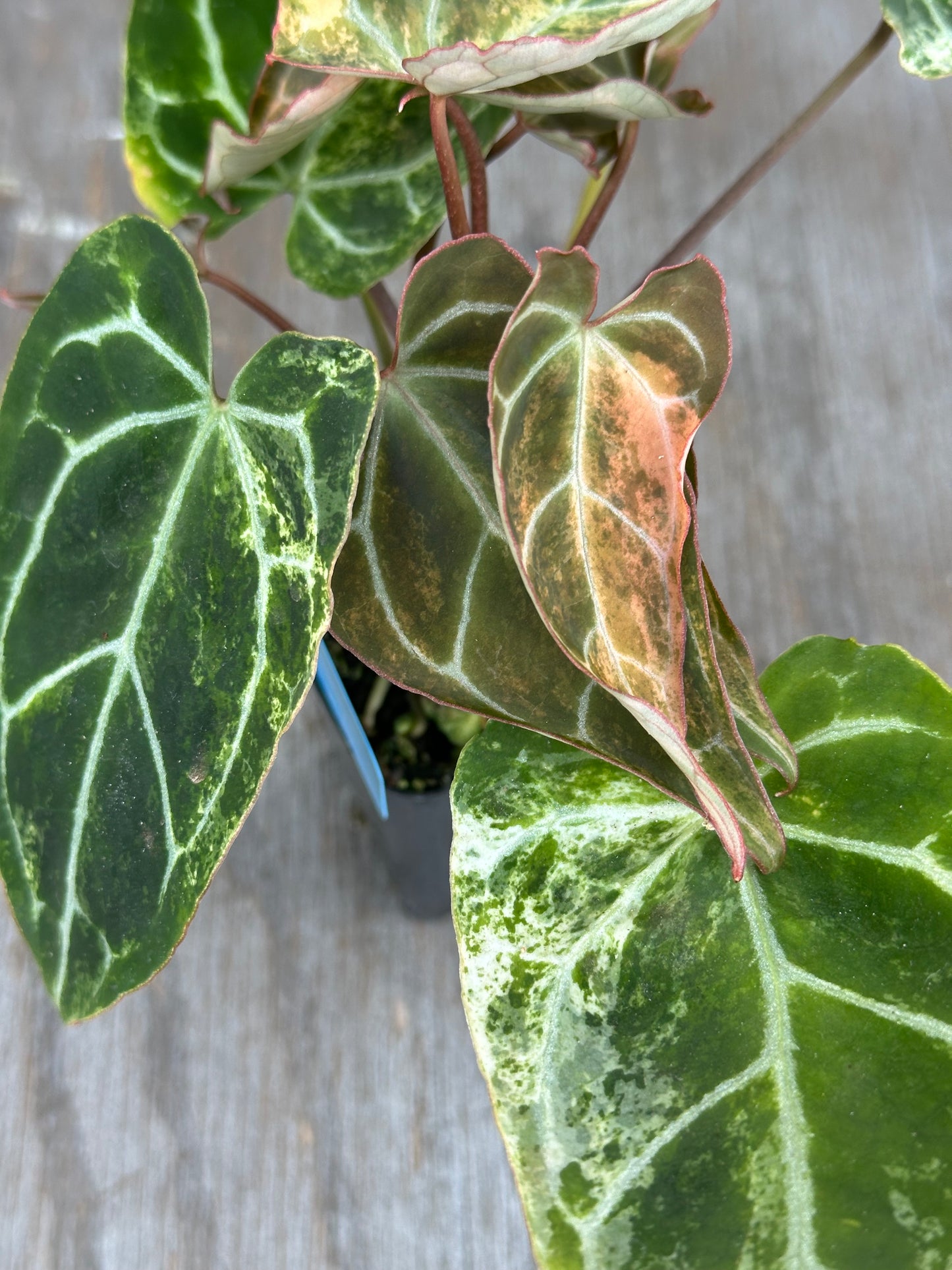 Anthurium Crystal Marble 727WEB015