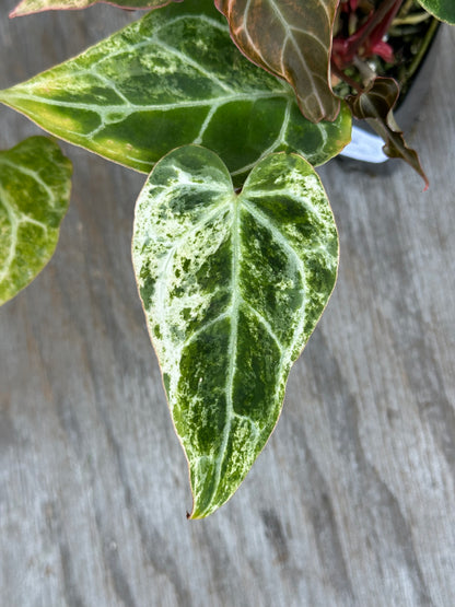 Anthurium Crystal Marble 727WEB015