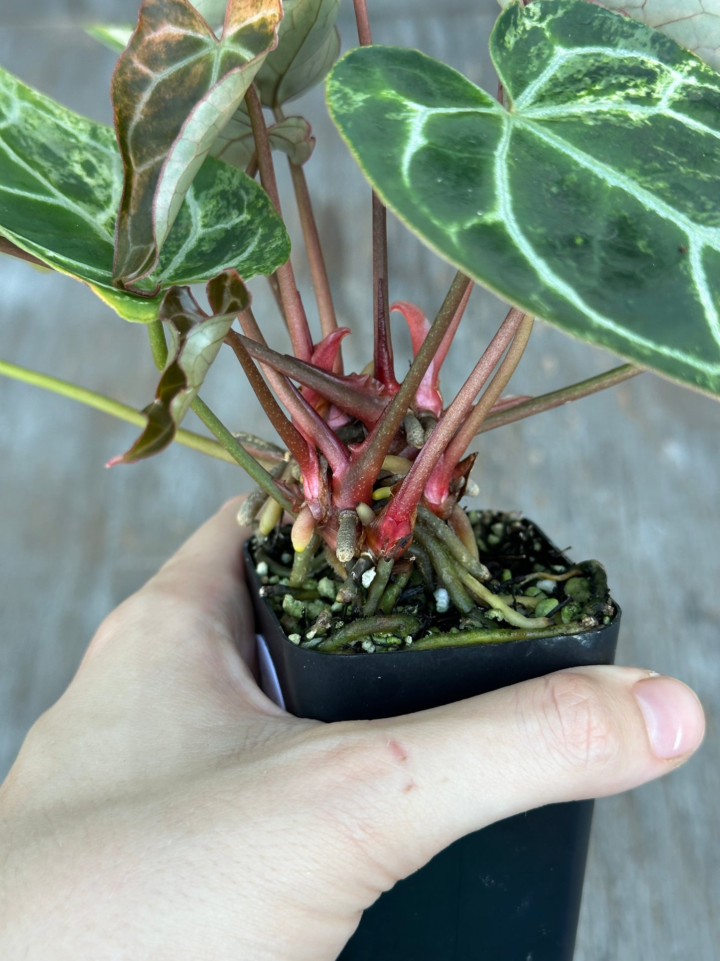 Anthurium Crystal Marble 727WEB015