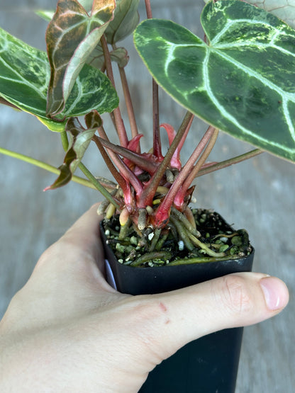 Anthurium Crystal Marble 727WEB015