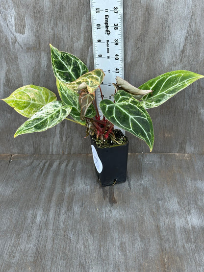 Anthurium Crystal Marble 727WEB015