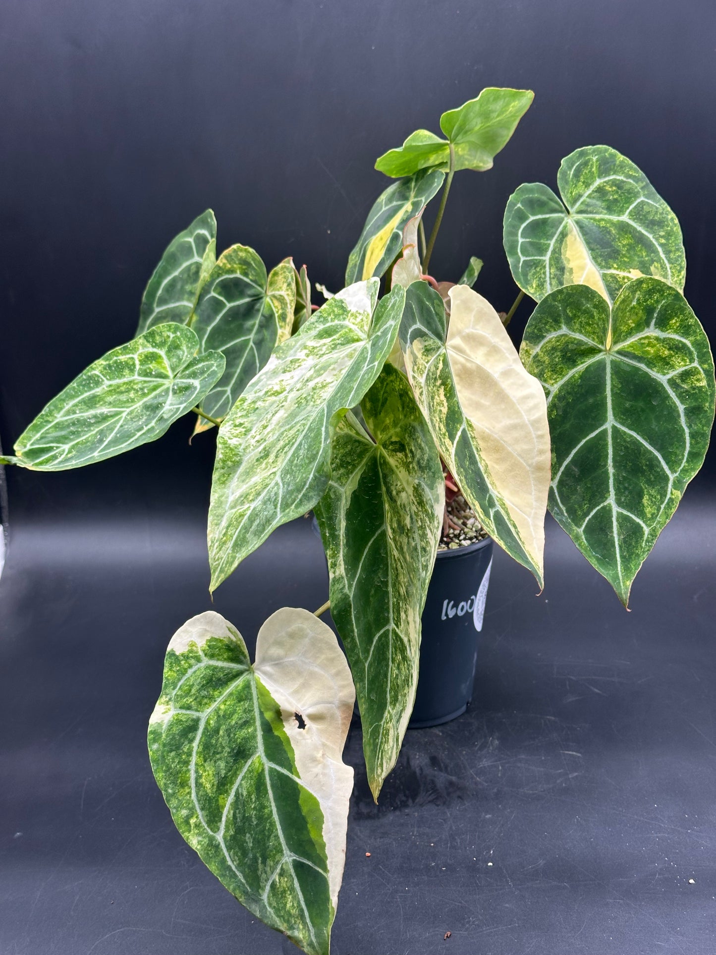 Anthurium crystallinum variegated (520W135)