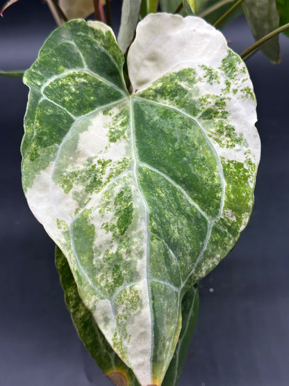 Anthurium crystallinum variegated (520W135)