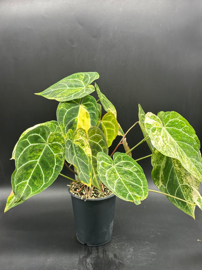 Anthurium crystallinum variegated (520W135)