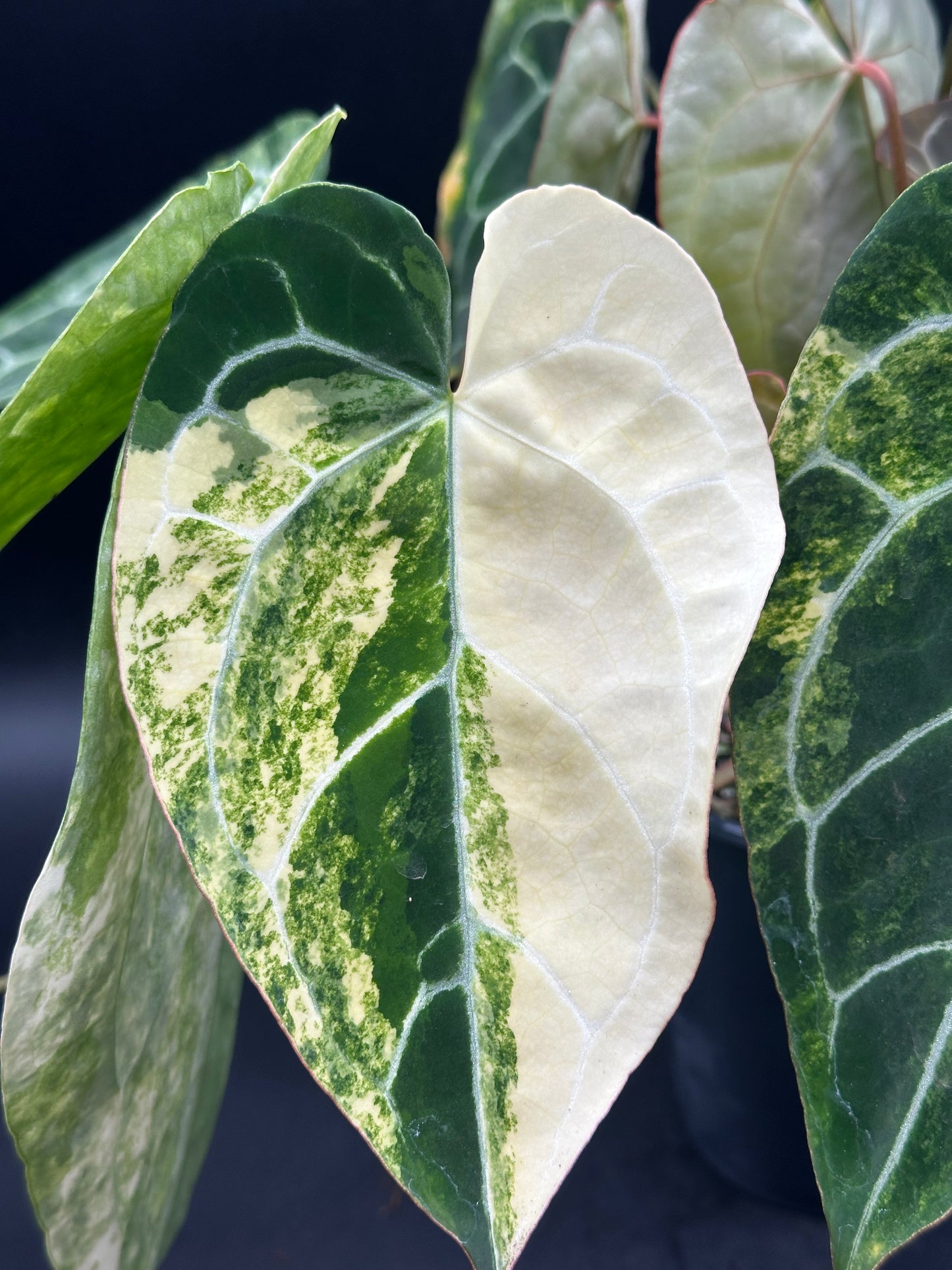 Anthurium crystallinum variegated (520W135)