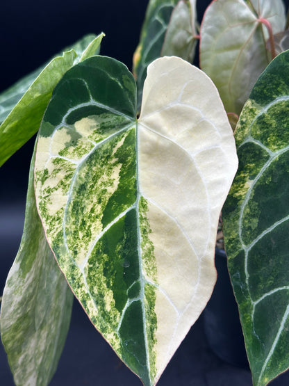 Anthurium crystallinum variegated (520W135)