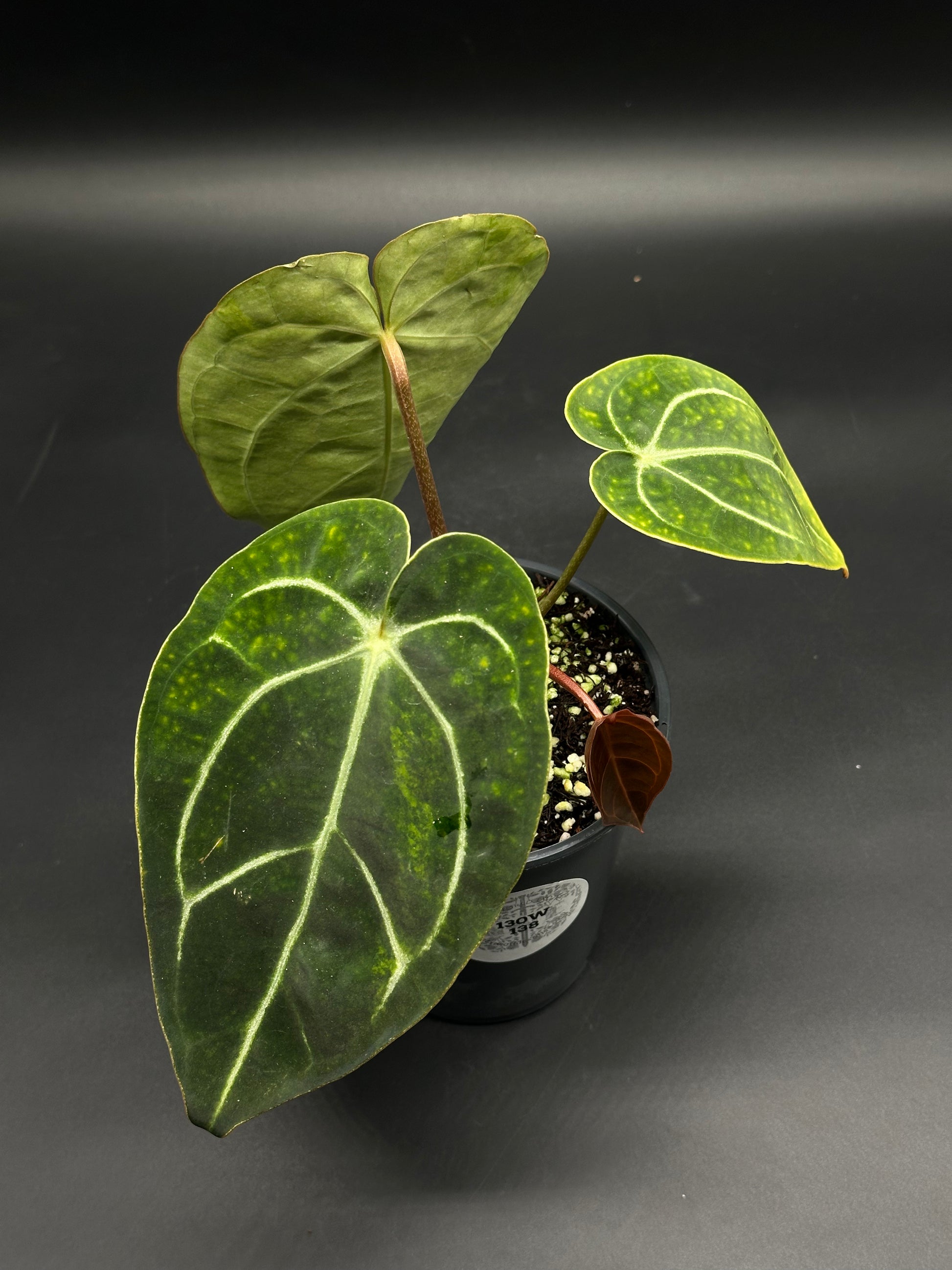 Anthurium crystallinum with large, velvety, heart-shaped leaves and pronounced silvery-white veins, potted in a black nursery pot with soil and perlite.