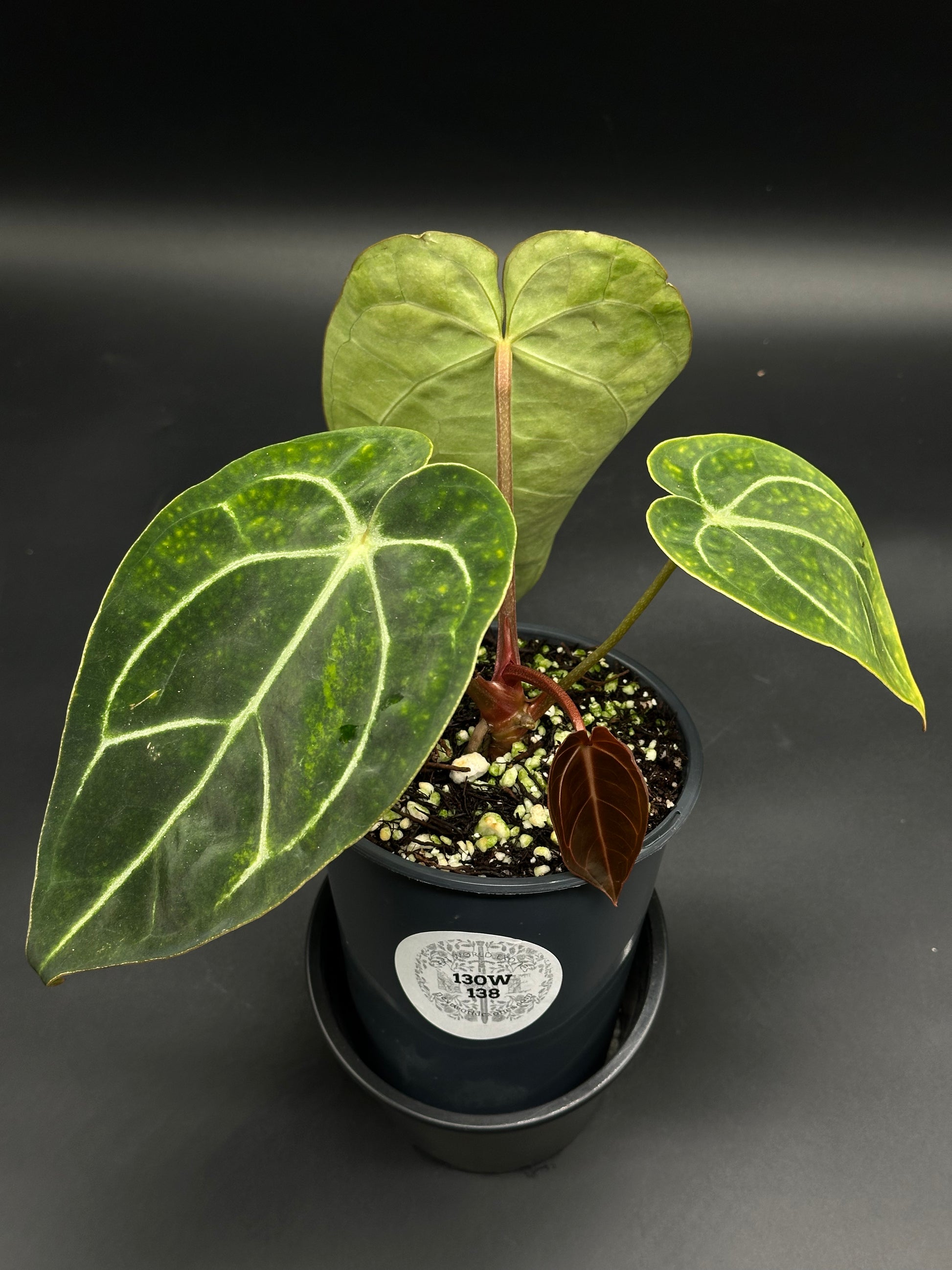 Anthurium crystallinum (130W138) with velvety heart-shaped leaves and silvery-white veins, potted in a black nursery pot with well-draining mix.