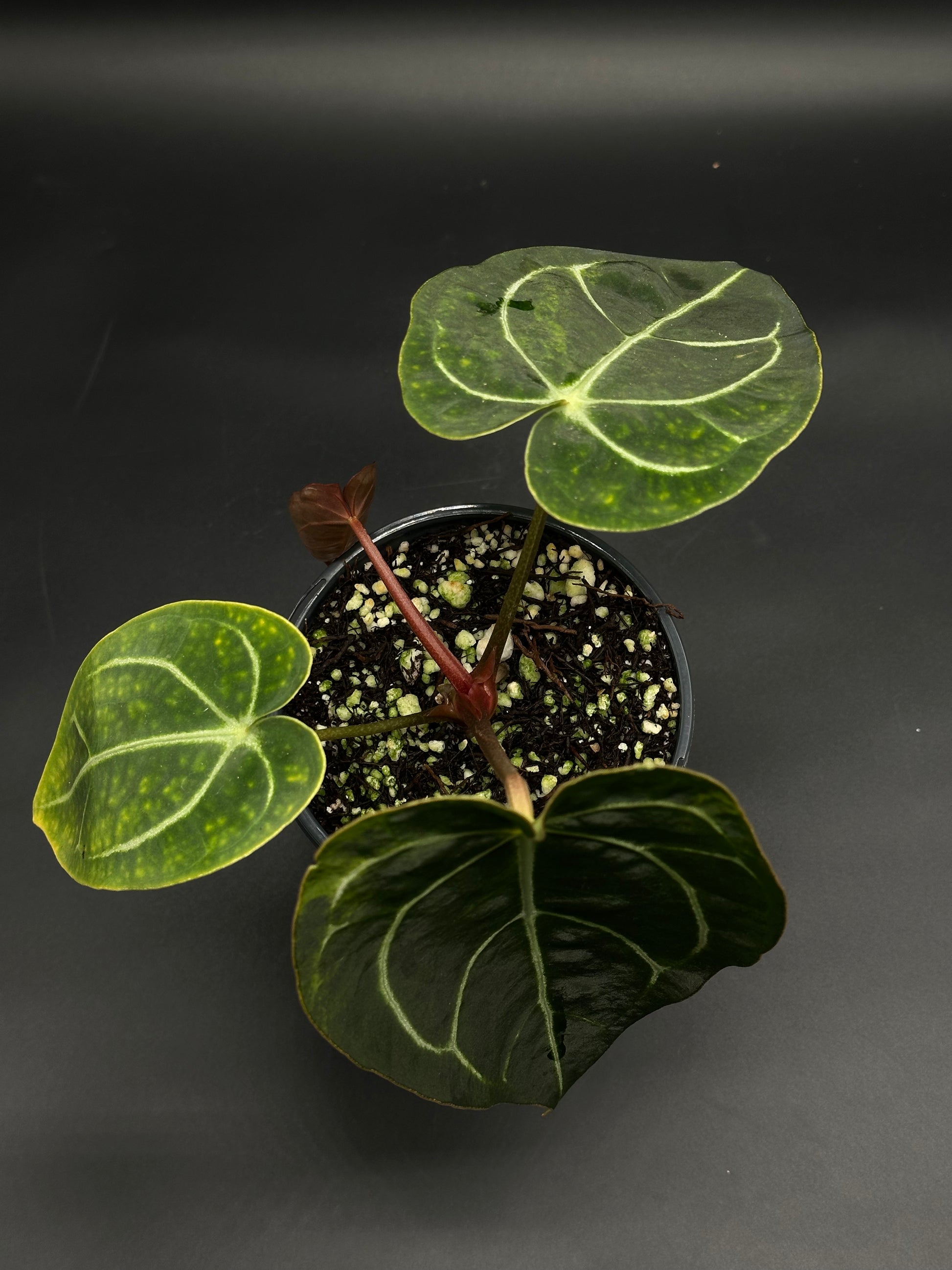 Anthurium crystallinum with heart-shaped, dark-green leaves, silvery veins, and a reddish new leaf in a plastic pot with chunky mix.