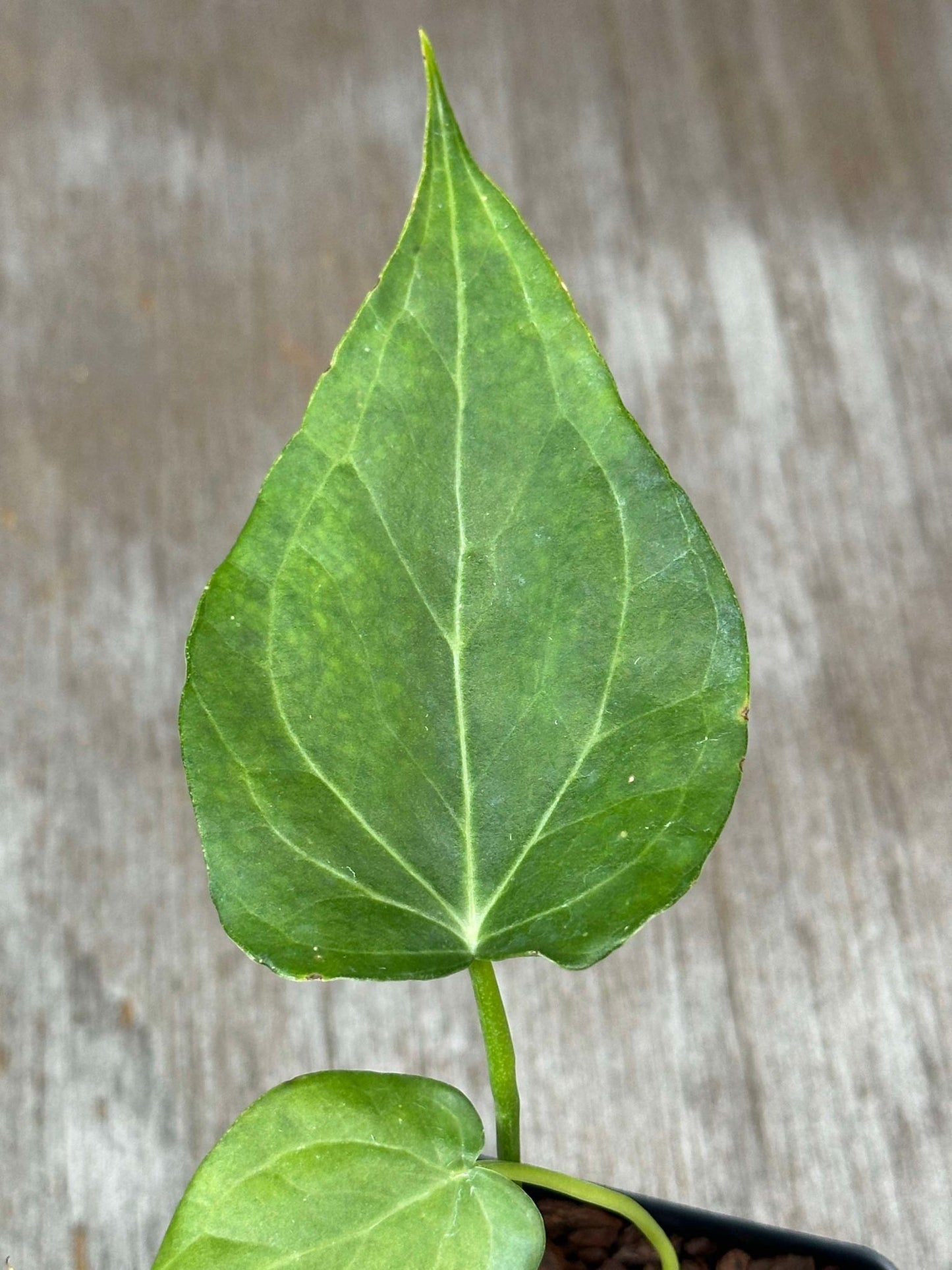 Anthurium Clarinervium x Pedatoradiatum 'Delta Force' (ADF1) 🌱 close-up, showcasing its unique triangular leaves with pointed tips and distinct venation, in a 2.5-inch pot.