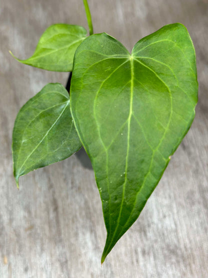 Anthurium Clarinervium x Pedatoradiatum 'Delta Force' (ADF1) 🌱 close-up of a triangular leaf with pointed tip and arcuate base in a 2.5-inch pot.