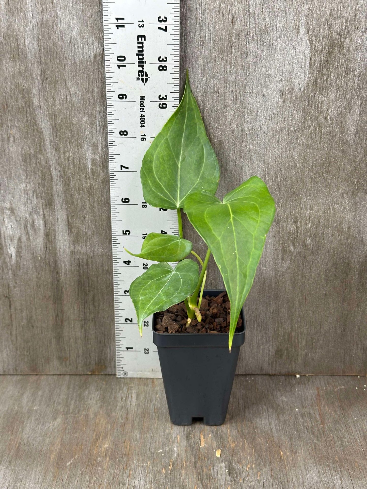 Anthurium Clarinervium x Pedatoradiatum 'Delta Force' (ADF1) in a 2.5 pot, shown next to a ruler for scale, highlighting its unique deltoid leaves.