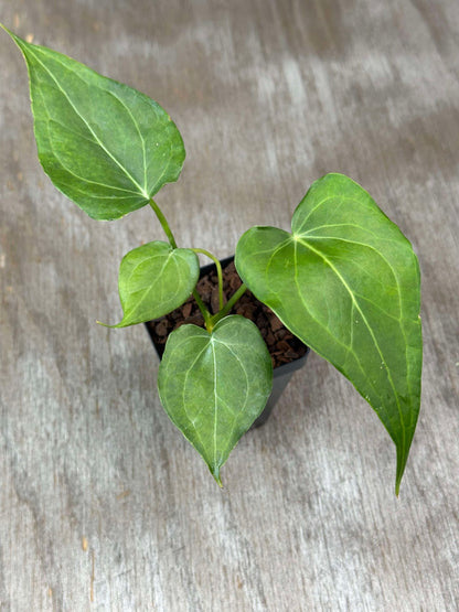 Anthurium Clarinervium x Pedatoradiatum 'Delta Force' (ADF1) 🌱 in a 2.5-inch pot, showcasing its distinctive triangular leaves and undulating margins.