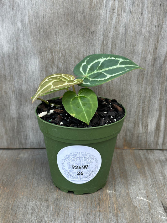 Anthurium Doc Block No. 16 x Carlablackiae in a pot with a white label, showcasing lush green leaves, perfect for exotic houseplant enthusiasts.