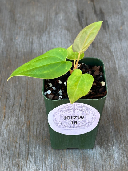 Anthurium Dressleri x Black Velvet in a 4-inch pot, showcasing lush leaves, part of Next World Exotics' rare tropical houseplant collection.