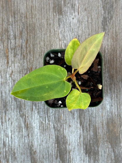 Anthurium Dressleri x Black Velvet plant in a 4-inch pot, showcasing lush green leaves, part of Next World Exotics' rare houseplant collection.