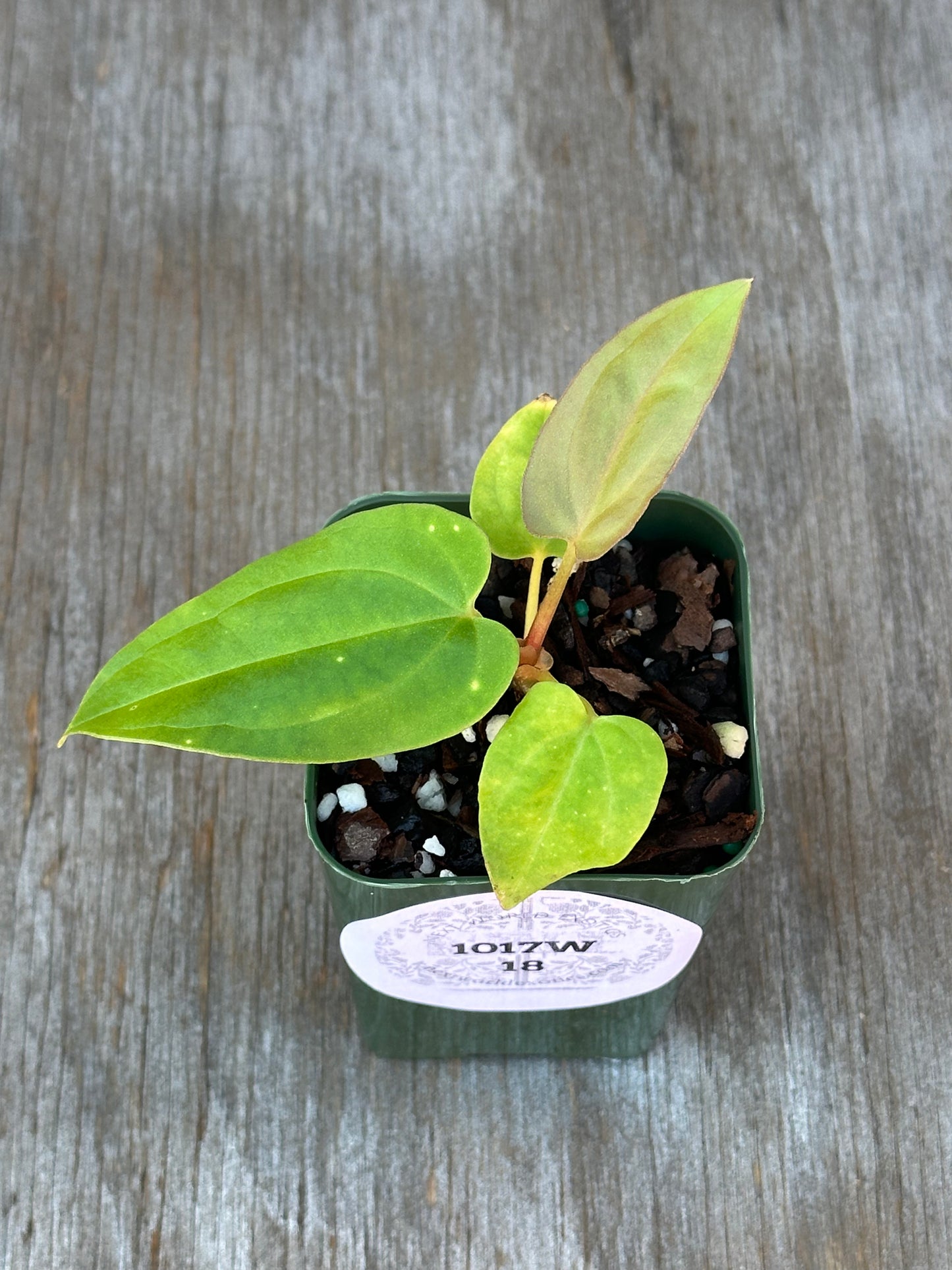 Anthurium Dressleri x Black Velvet hybrid plant in a 4-inch pot, part of Next World Exotics' rare variegated tropical houseplant collection.