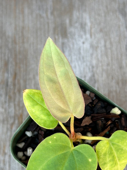 Close-up of Anthurium Dressleri x Black Velvet, showcasing detailed green leaves, housed in a 4-inch pot, highlighting its unique hybrid nature.