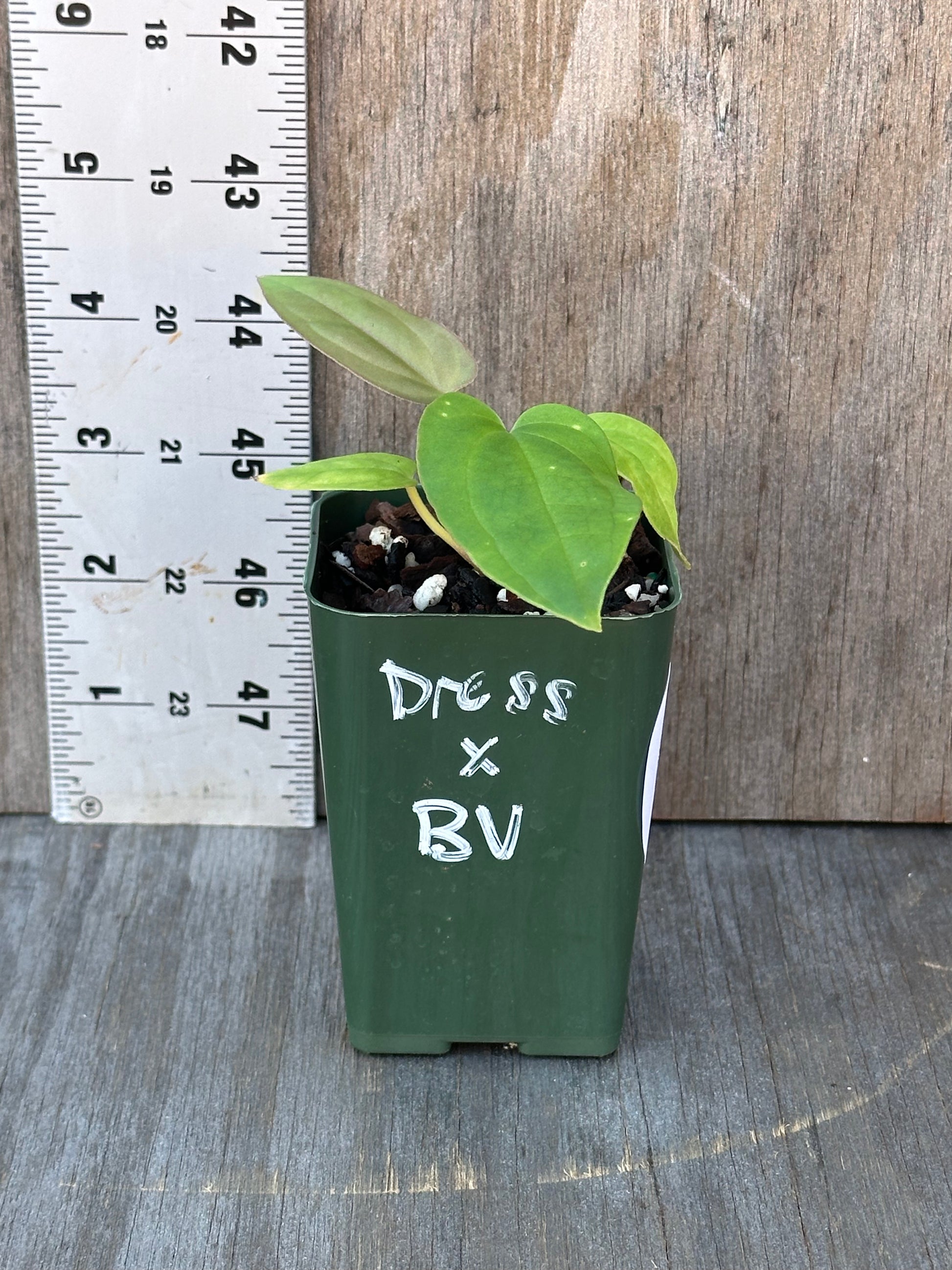 Anthurium Dressleri x Black Velvet plant in a 4-inch pot, displayed next to a white ruler for size reference.