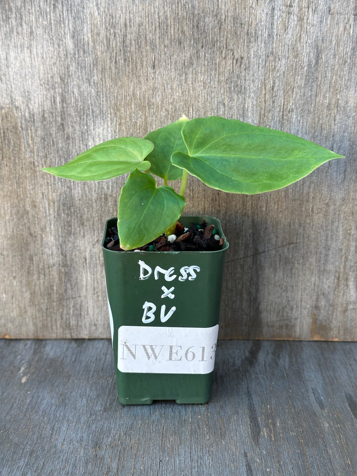 Anthurium Dressleri x Black Velvet in a green pot with a white label, showcasing its lush, variegated leaves. Perfect for exotic houseplant enthusiasts.