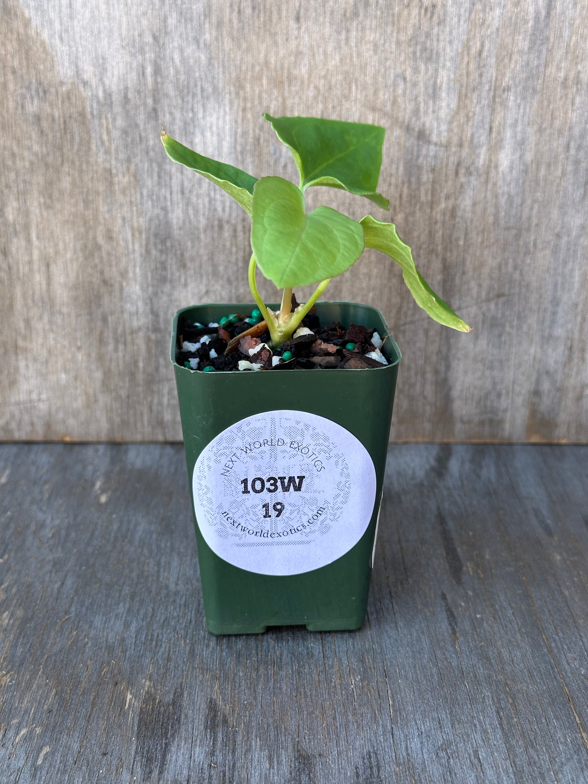 Green potted Anthurium Dressleri x Black Velvet with a white label, showcased by Next World Exotics, featuring striking variegated leaves.