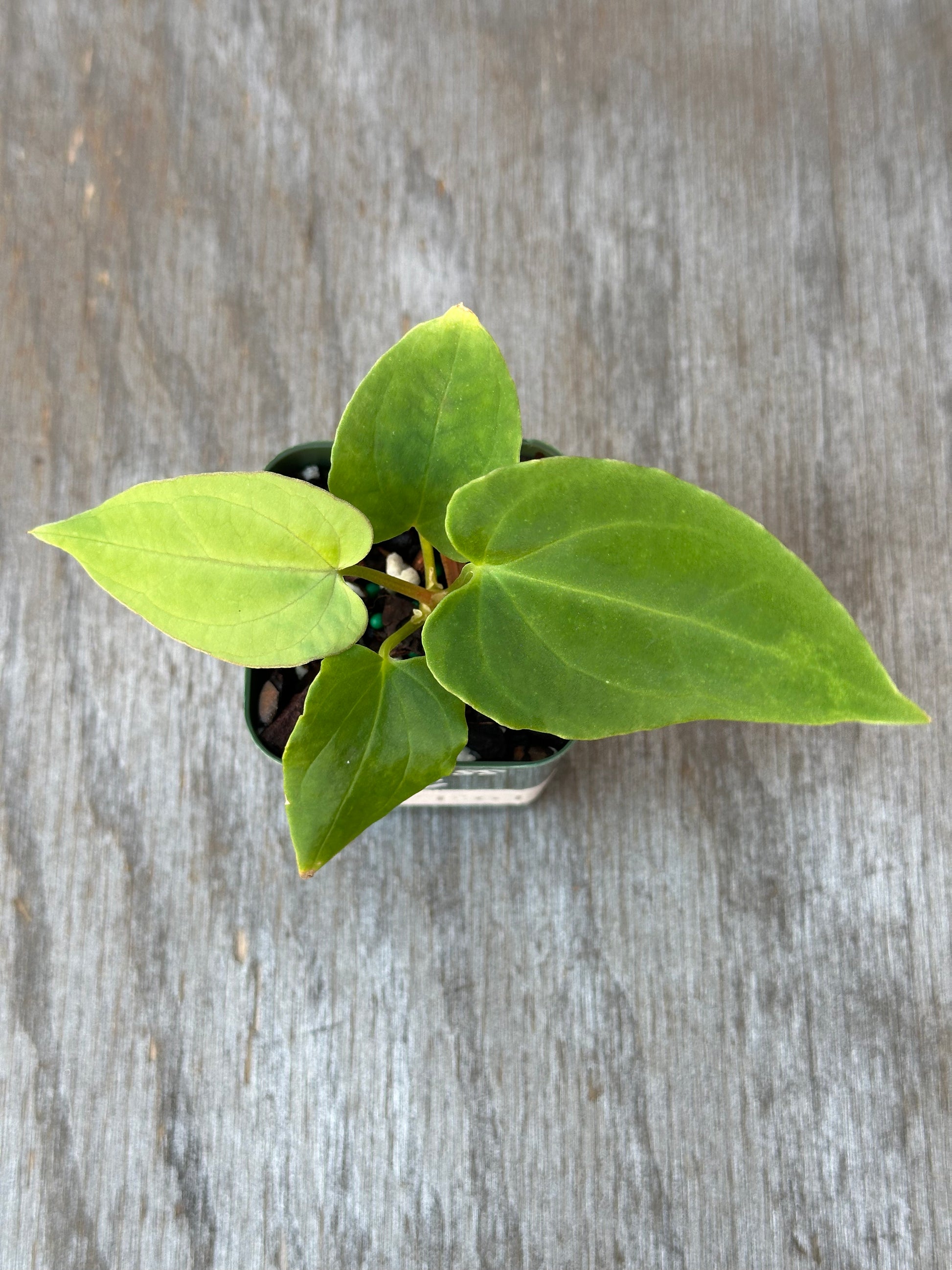 Anthurium Dressleri x Black Velvet in a pot, showcasing close-up details of its leaves, perfect for exotic houseplant enthusiasts.