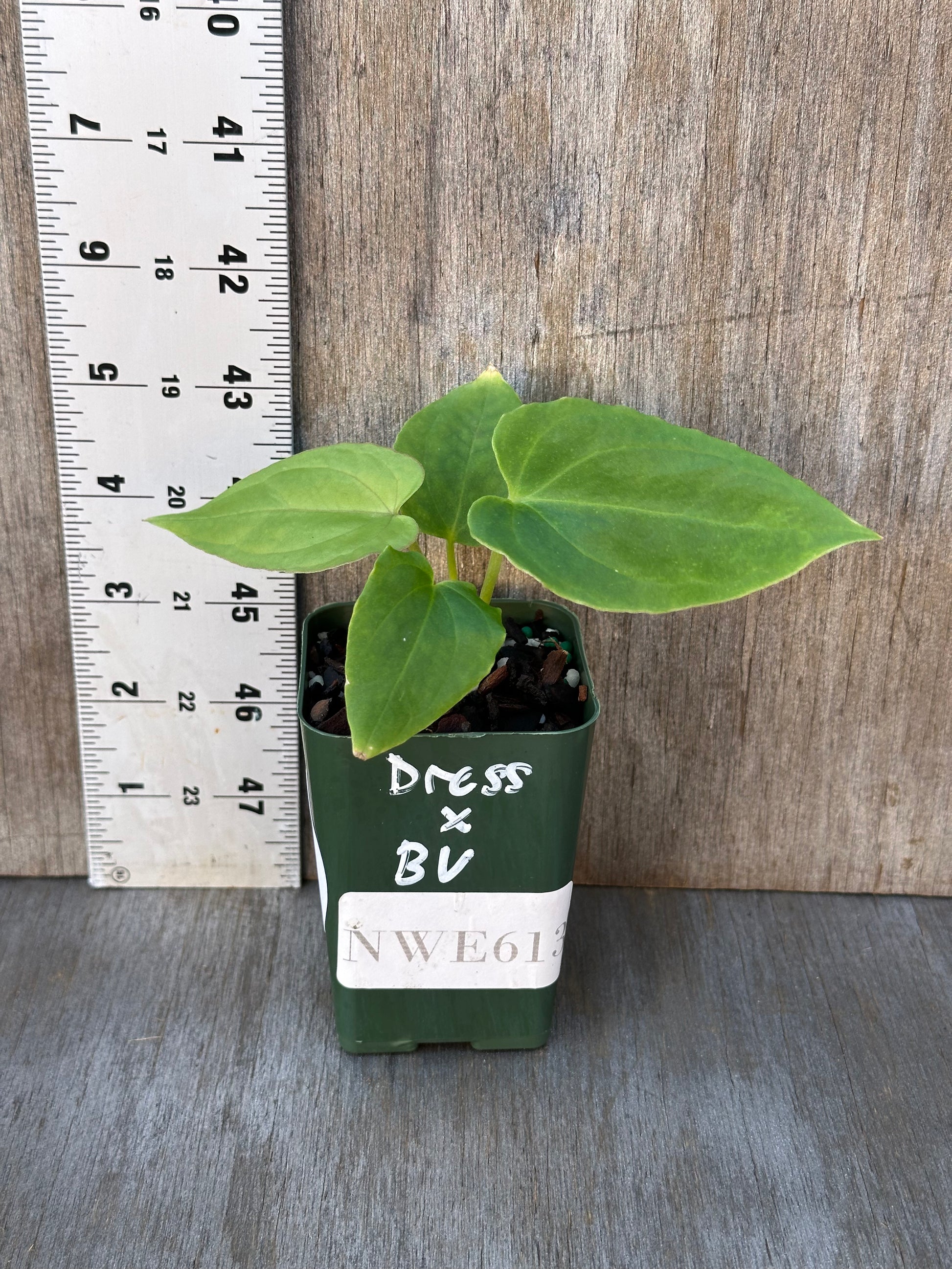 Anthurium Dressleri x Black Velvet in a pot displayed beside a ruler, showcasing its size for Next World Exotics' rare houseplant collection.