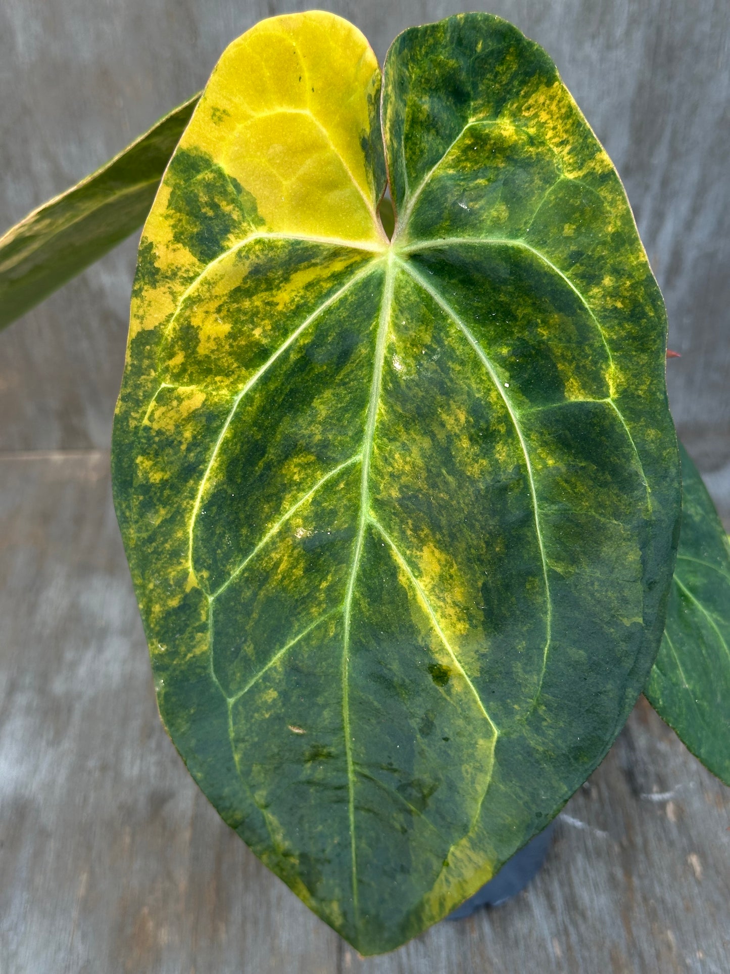 Anthurium Indonesian Variegated 727WEB010