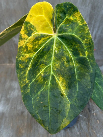 Anthurium Indonesian Variegated 727WEB010