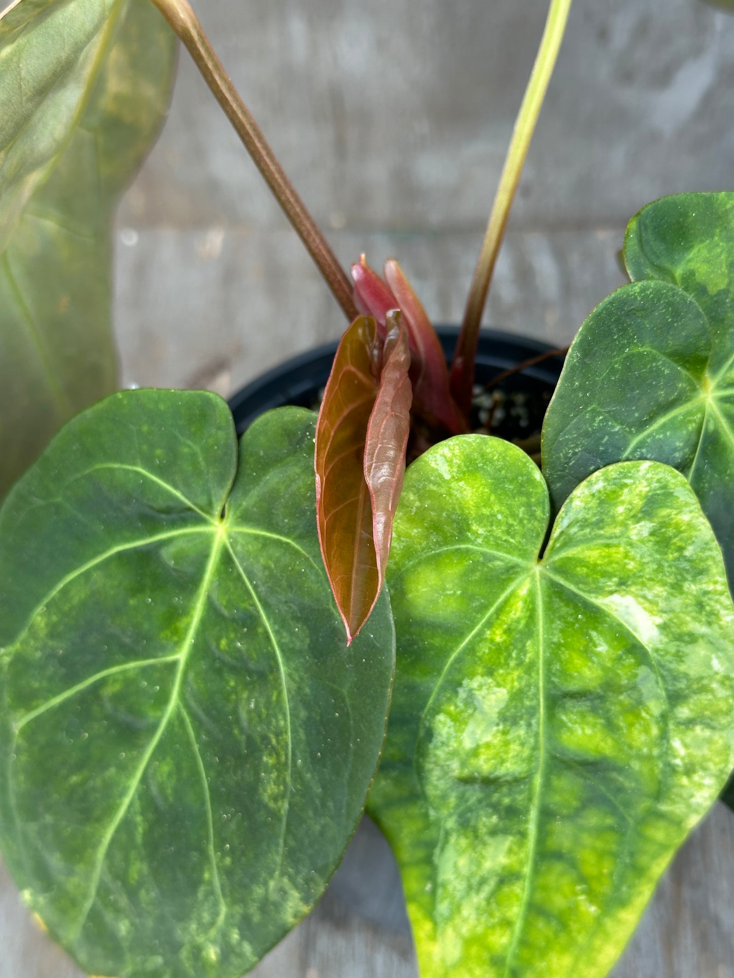 Anthurium Indonesian Variegated 727WEB010