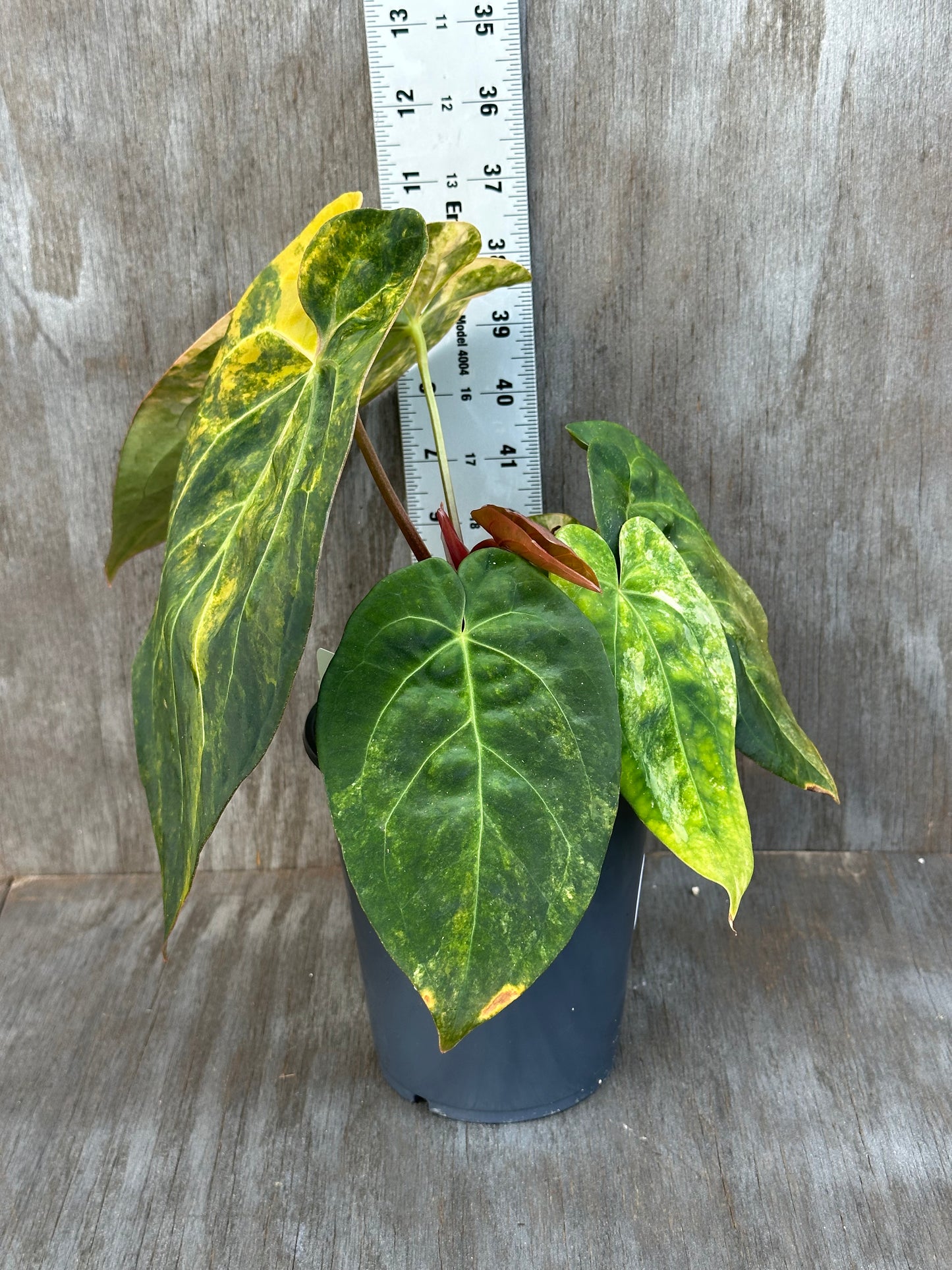 Anthurium Indonesian Variegated 727WEB010