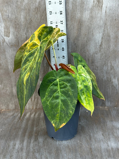 Anthurium Indonesian Variegated 727WEB010