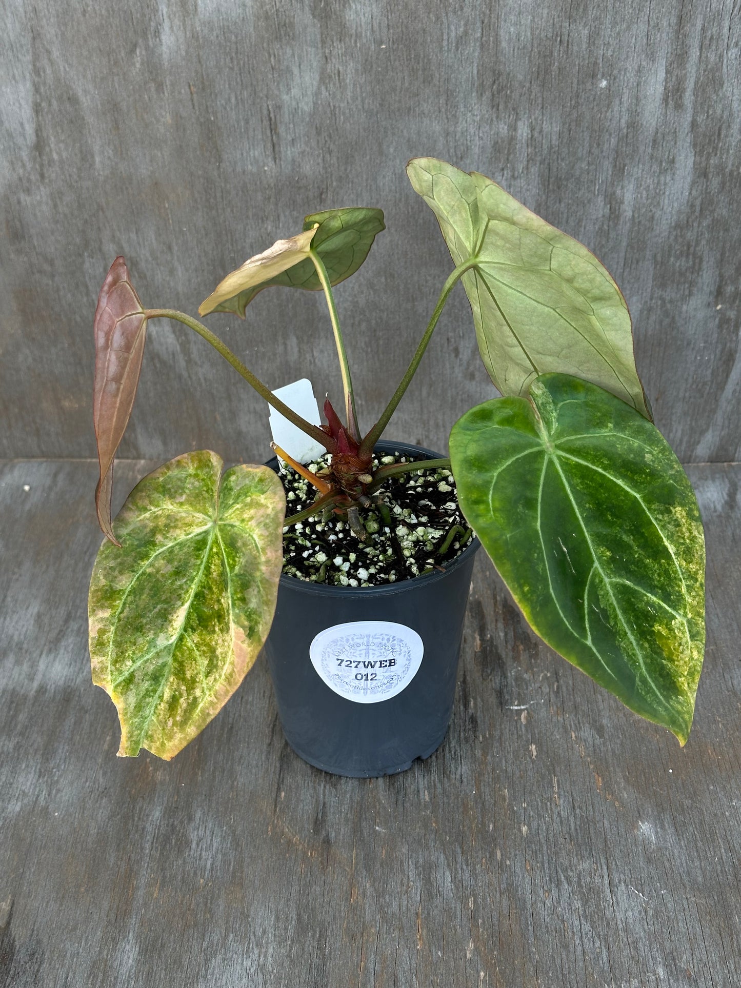Anthurium Indonesian Variegated 727WEB012