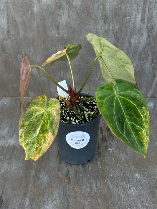 Anthurium Indonesian Variegated 727WEB012