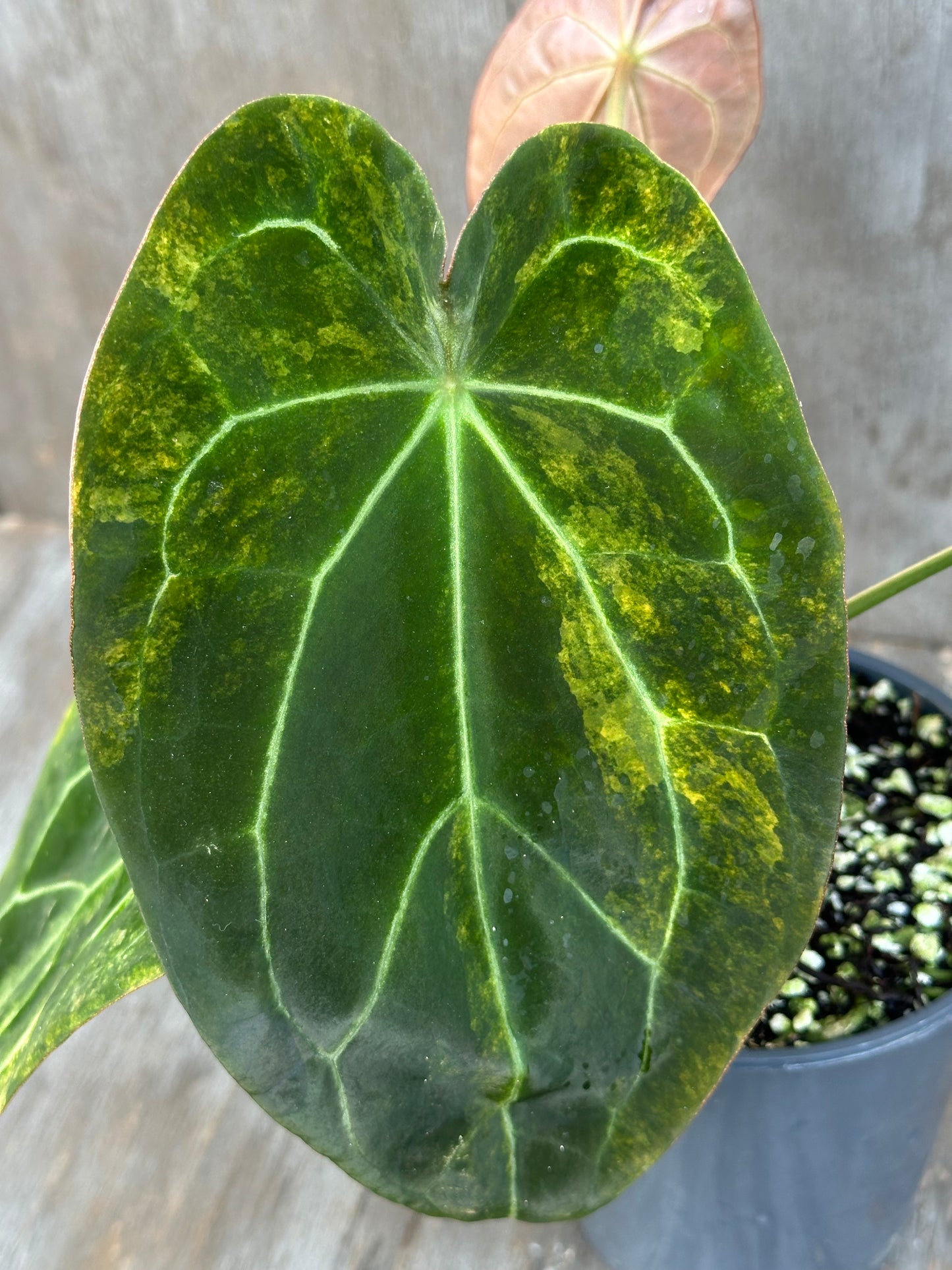 Anthurium Indonesian Variegated 727WEB012