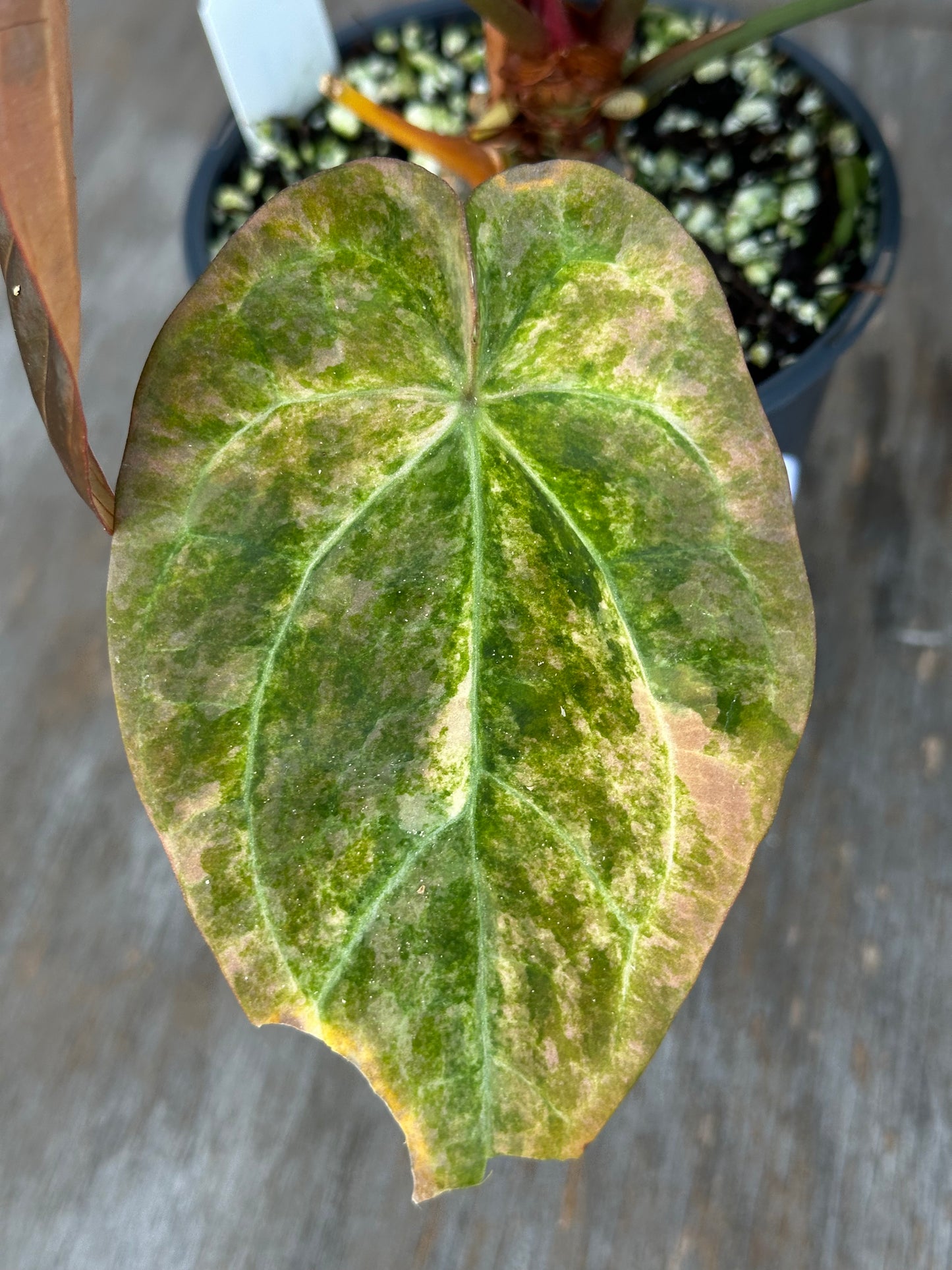 Anthurium Indonesian Variegated 727WEB012