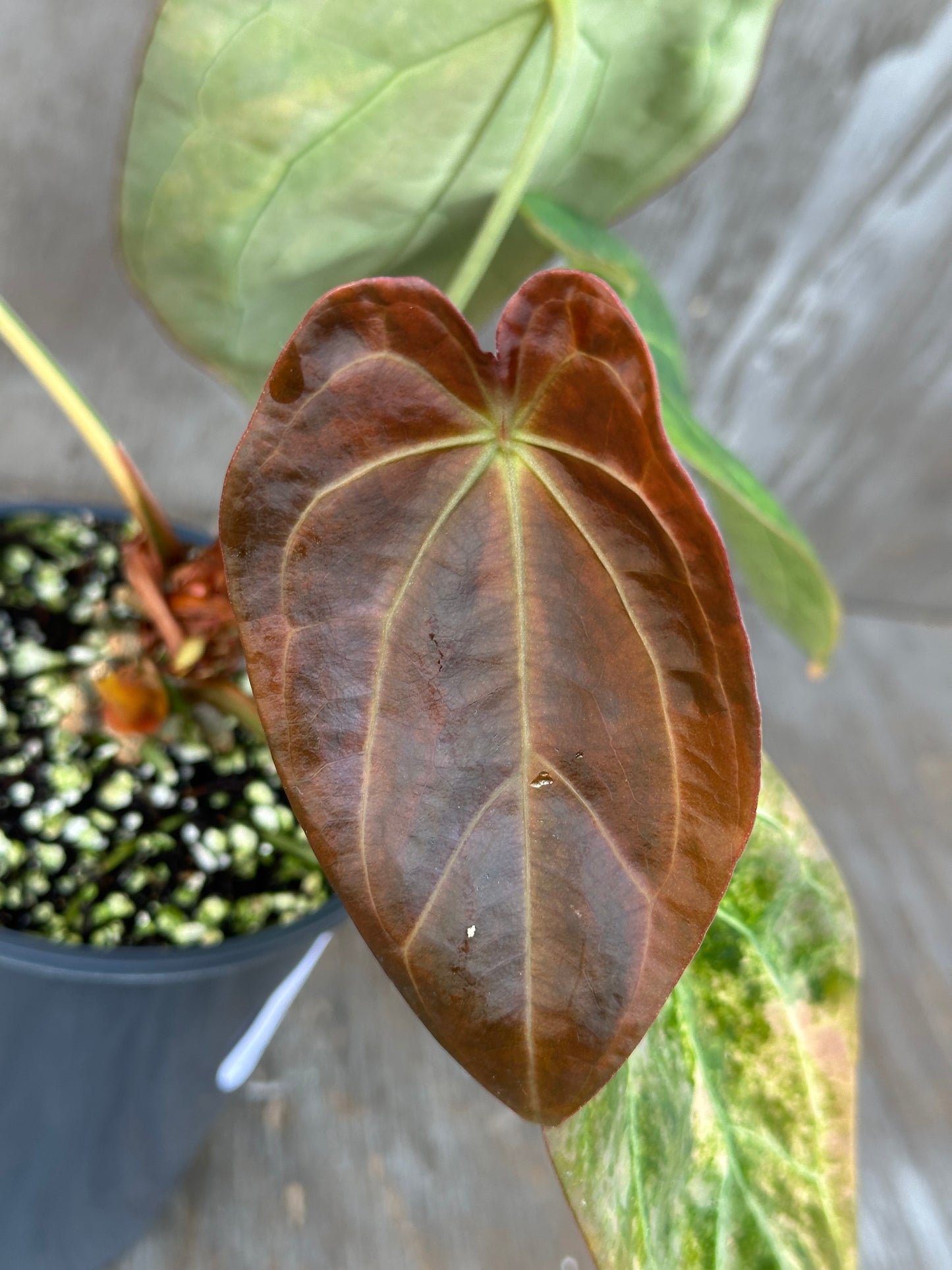 Anthurium Indonesian Variegated 727WEB012