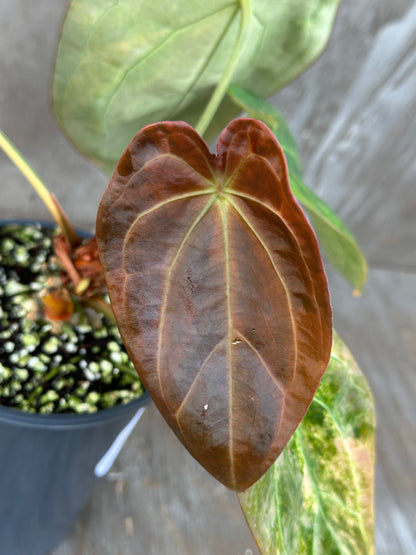Anthurium Indonesian Variegated 727WEB012