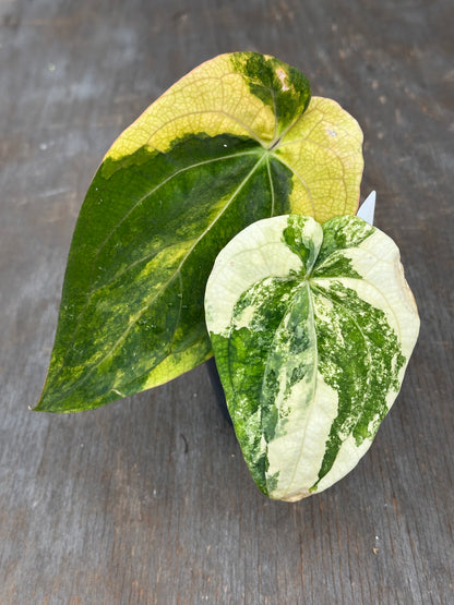 Anthurium Papillilaminum Besseae x Black Widow 727WEB064