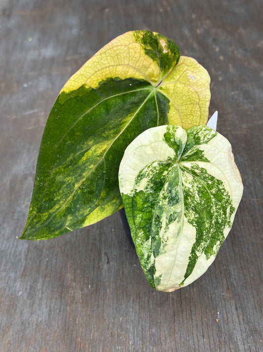 Anthurium Papillilaminum Besseae x Black Widow 727WEB064