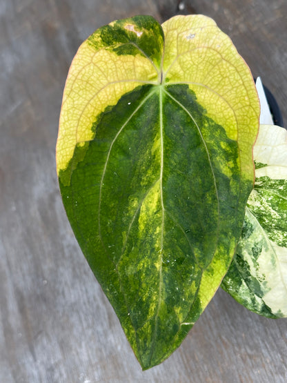 Anthurium Papillilaminum Besseae x Black Widow 727WEB064