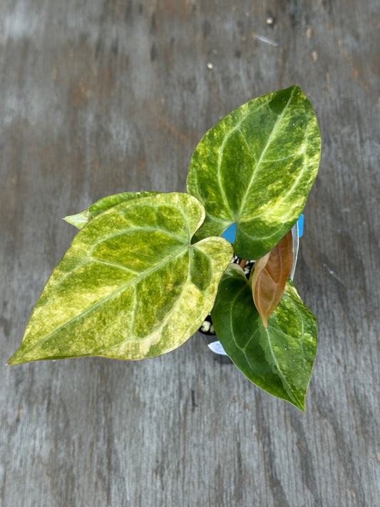 Anthurium Papillilaminum Variegated 727WEB008