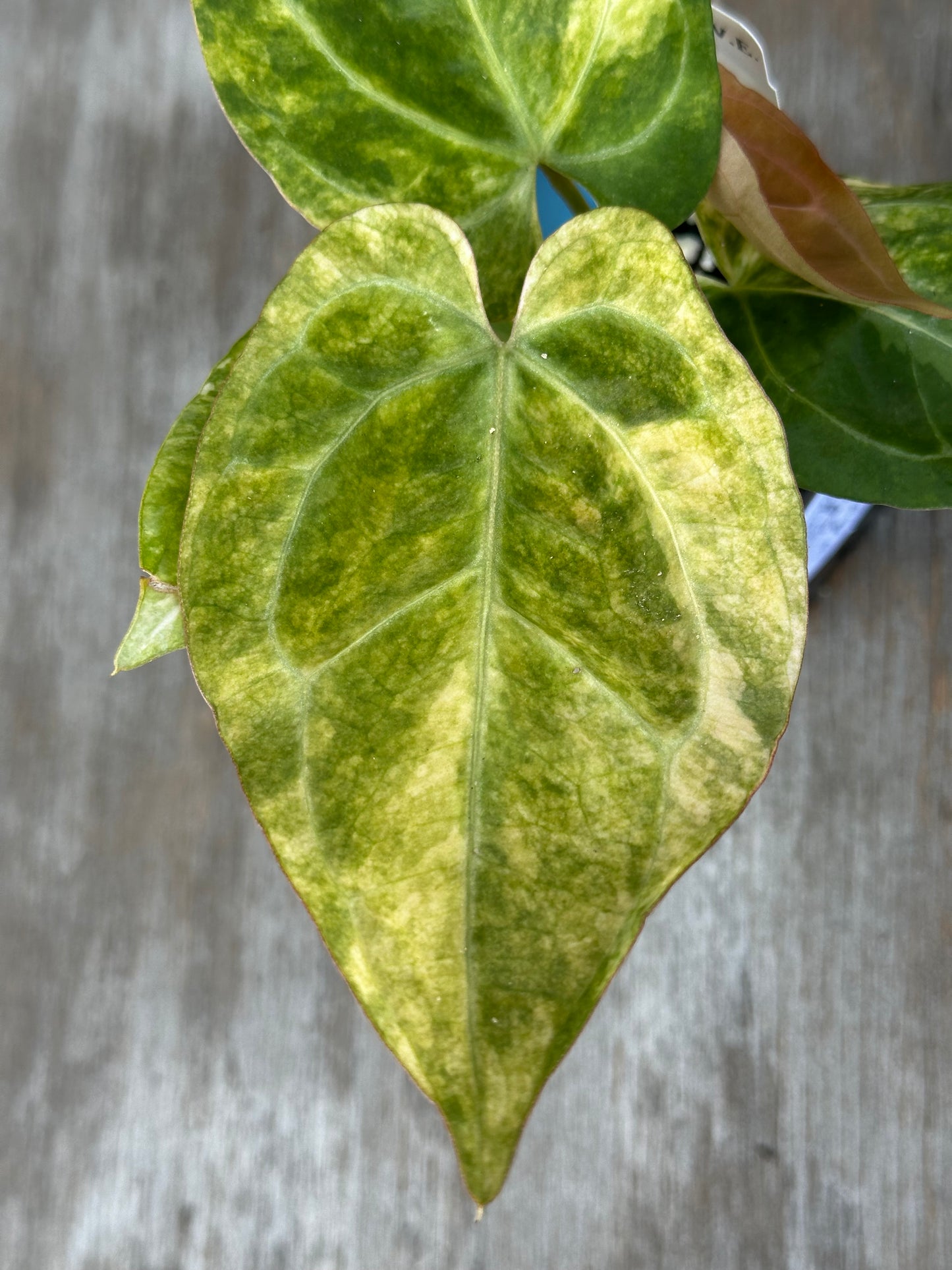 Anthurium Papillilaminum Variegated 727WEB008