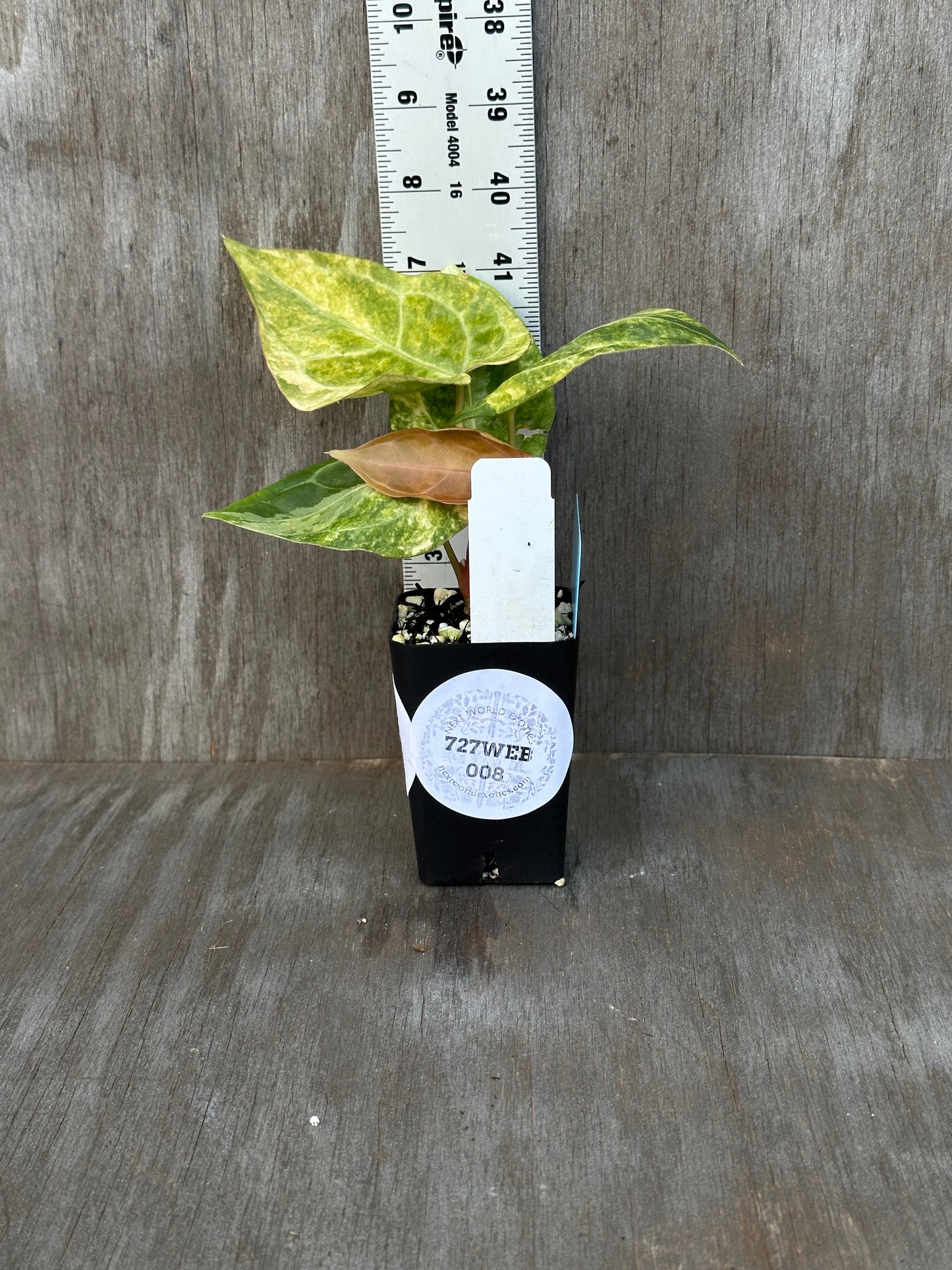 Anthurium Papillilaminum Variegated 727WEB008