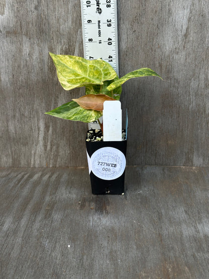Anthurium Papillilaminum Variegated 727WEB008