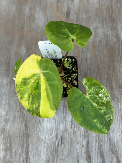 Anthurium Papillilaminum Variegated 727WEB009