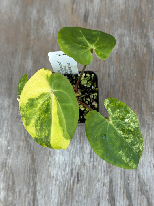 Anthurium Papillilaminum Variegated 727WEB009