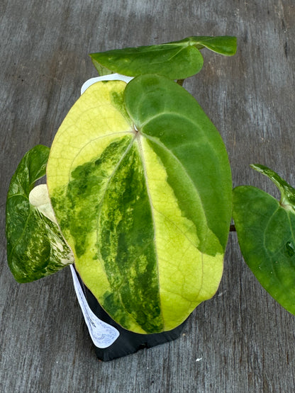 Anthurium Papillilaminum Variegated 727WEB009